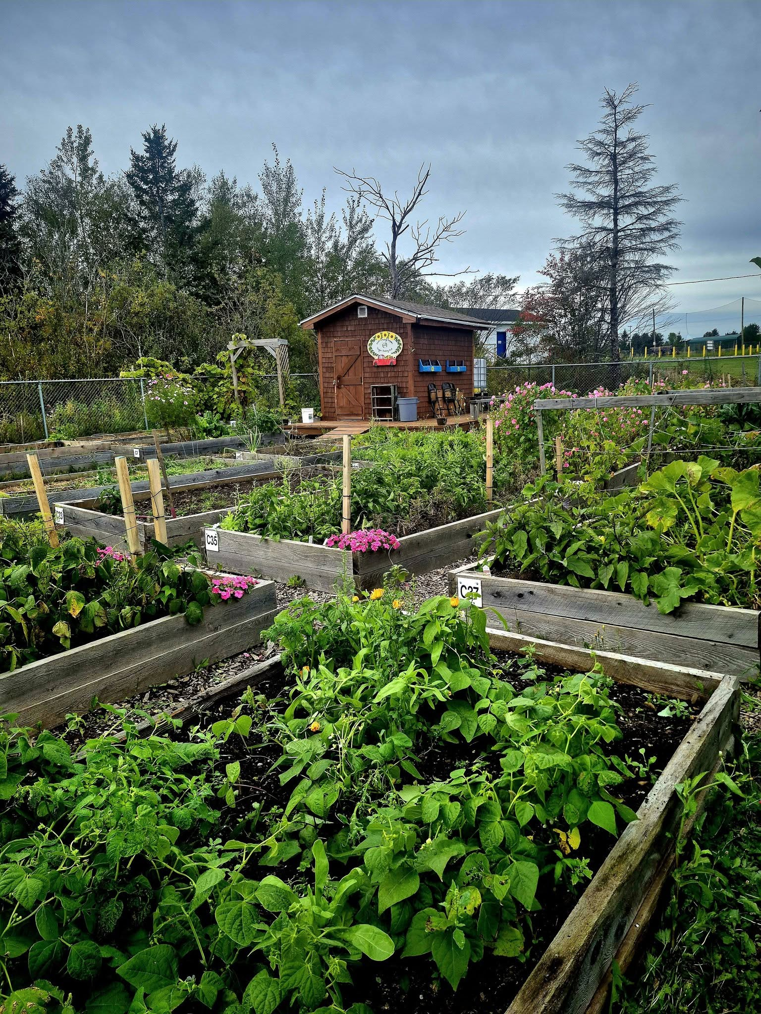 Raised beds and vegetables at the Greater Shediac Community Garden
